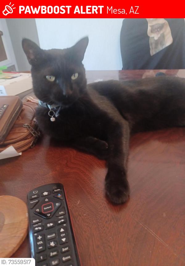 Lost Male Cat last seen Dreamland Villa, Mesa, AZ 85205
