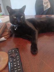 Lost Male Cat last seen Dreamland Villa, Mesa, AZ 85205