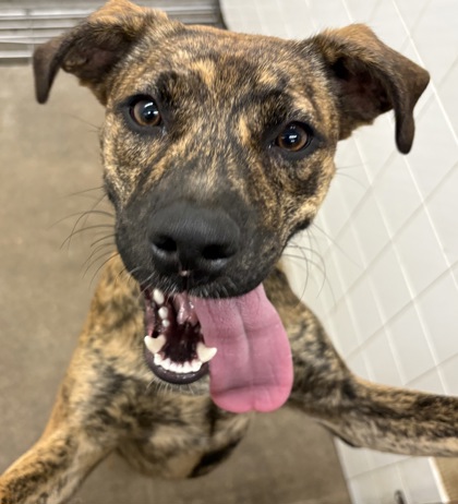 Shelter Stray Female Dog last seen Near BLK W HENDERSON, West Cleburne,, 2375 Service Dr, Cleburne, TX 76033, USA