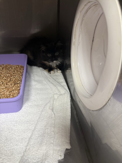 Shelter Stray Female Cat last seen NE Northgate Way & 5th Ave NE, Seattle, WA, 2061 15th Ave W, Seattle, WA 98119, USA