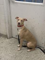 Shelter Stray Male Dog last seen Near Hwy and Ameristar Dr, KCMO, 64161, 64161, MO, 7077 Elmwood Ave, Kansas City, MO 64132, USA