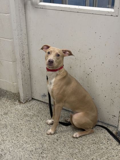 Shelter Stray Male Dog last seen Near Hwy and Ameristar Dr, KCMO, 64161, 64161, MO, 7077 Elmwood Ave, Kansas City, MO 64132, USA