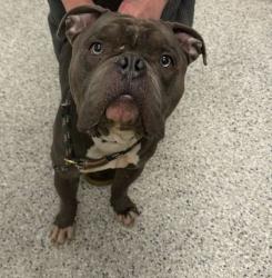Shelter Stray Male Dog last seen Near Bellefontaine Ave, 64128, MO, 7077 Elmwood Ave, Kansas City, MO 64132, USA