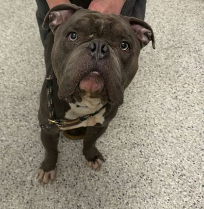 Shelter Stray Male Dog last seen Near Bellefontaine Ave, 64128, MO, 7077 Elmwood Ave, Kansas City, MO 64132, USA
