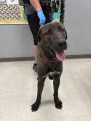 Shelter Stray Male Dog last seen , Biloxi, MS, 2615 25th Ave, Gulfport, MS 39501, USA