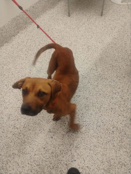 Shelter Stray Male Dog last seen Near Bolfair Dr Nw, Atlanta, GA, 1251 Fulton Industrial Blvd NW, Atlanta, GA 30336, USA