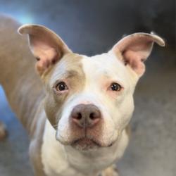 Shelter Stray Female Dog last seen Near Florin Perkins Rd, City of Sacramento, CA, 6201 Florin Perkins Rd, Sacramento, CA 95828, USA