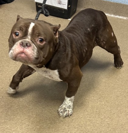 Shelter Stray Female Dog last seen Near Memorial Dr, 30032, GA, 3280 Chamblee Dunwoody Rd, Chamblee, GA 30341, USA