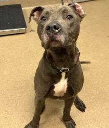 Shelter Stray Male Dog last seen Near Agape Way, 30035, GA, 3280 Chamblee Dunwoody Rd, Chamblee, GA 30341, USA