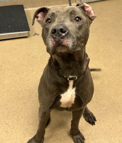 Shelter Stray Male Dog last seen Near Agape Way, 30035, GA, 3280 Chamblee Dunwoody Rd, Chamblee, GA 30341, USA