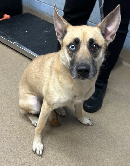 Shelter Stray Female Dog last seen Near Agape Way, 30035, GA, 3280 Chamblee Dunwoody Rd, Chamblee, GA 30341, USA