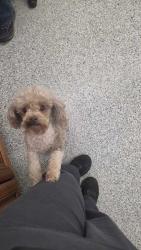 Shelter Stray Male Dog last seen Near Abercorn Rd, Knox County GP, TN, 3201 Division St, Knoxville, TN 37919, USA