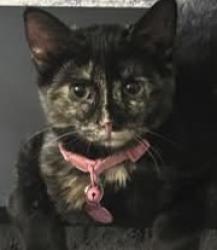 Lost Female Cat last seen Frosty hollow near snowball, Levittown, PA 19056