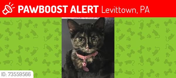 Lost Female Cat last seen Frosty hollow near snowball, Levittown, PA 19056