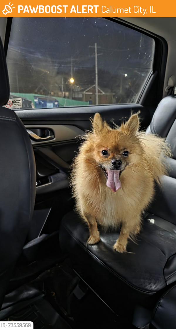 Found/Stray Unknown Dog last seen Campbell and Pulaski Road Calumet City, Calumet City, IL 60409