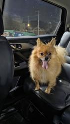 Found/Stray Unknown Dog last seen Campbell and Pulaski Road Calumet City, Calumet City, IL 60409