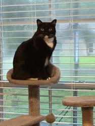 Lost Female Cat last seen Verot School Rd, Lafayette, LA 70508