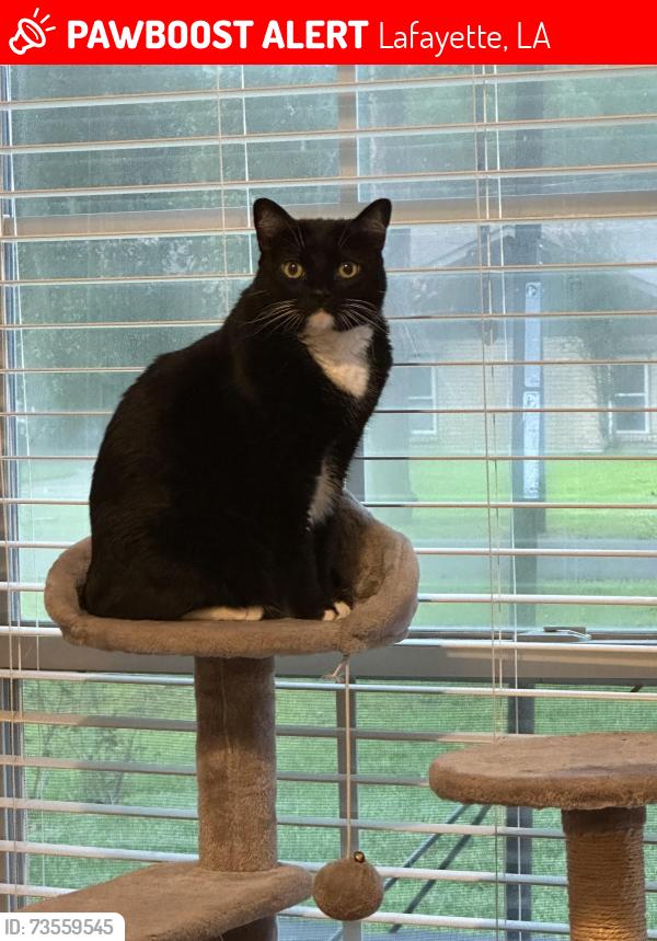 Lost Female Cat last seen Verot School Rd, Lafayette, LA 70508