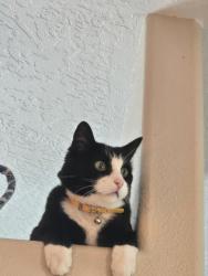 Lost Male Cat last seen Lake hazel and maple grove, Boise, ID 83709