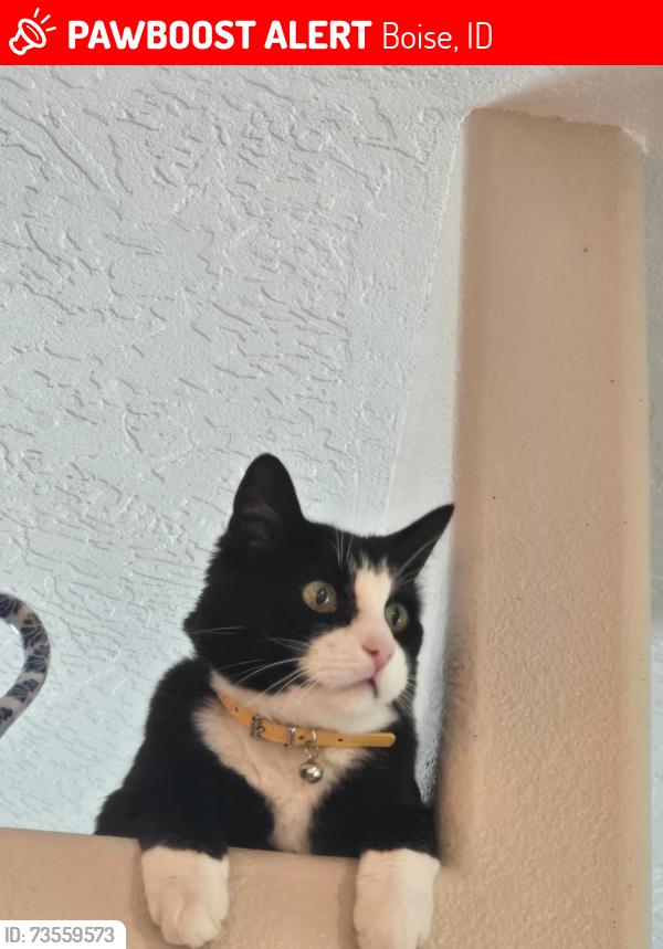 Lost Male Cat last seen Lake hazel and maple grove, Boise, ID 83709