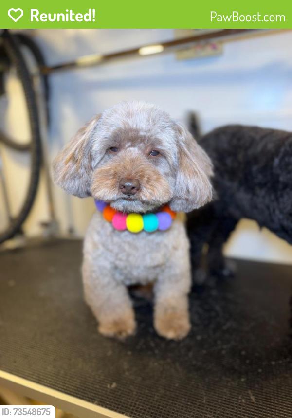 Reunited Male Dog last seen Windmill and Eastern Ave, Henderson, NV 89074