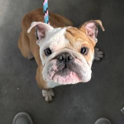 Shelter Stray Male Dog last seen SW 9th Street, DES MOINES, IA, 50315, Des Moines, IA 50313