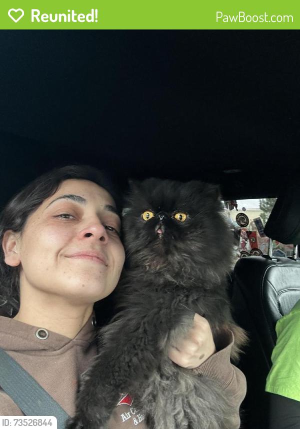 Reunited Male Cat last seen Deerhorn , entering the neighborhood, Kuna, ID 83634