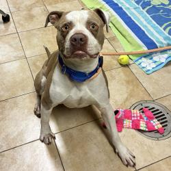 Shelter Stray Male Dog last seen SW 2nd/Main, OR, 1700 W Historic Columbia River Hwy, Troutdale, OR 97060, USA