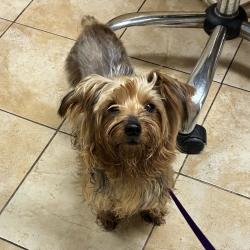 Shelter Stray Male Dog last seen NE Columbia/ NE Cully, PORTLAND, OR, 97218, 1700 W Historic Columbia River Hwy, Troutdale, OR 97060, USA