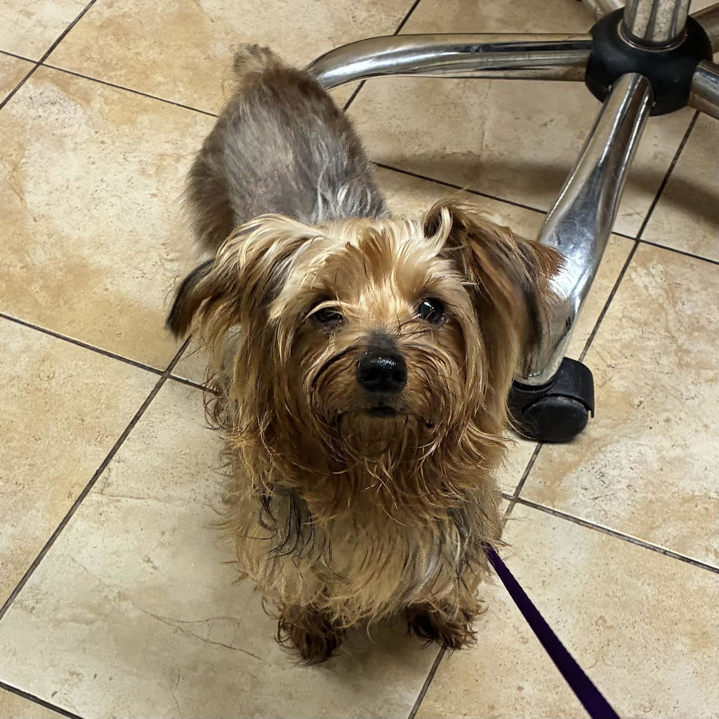 Shelter Stray Male Dog last seen NE Columbia/ NE Cully, PORTLAND, OR, 97218, 1700 W Historic Columbia River Hwy, Troutdale, OR 97060, USA