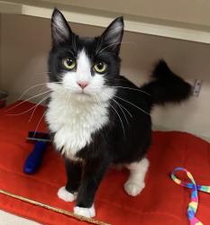 Shelter Stray Female Cat last seen Sunnyhill Road W, Bremerton, WA, 98312, 9167 Dickey Rd NW, Silverdale, WA 98383, USA