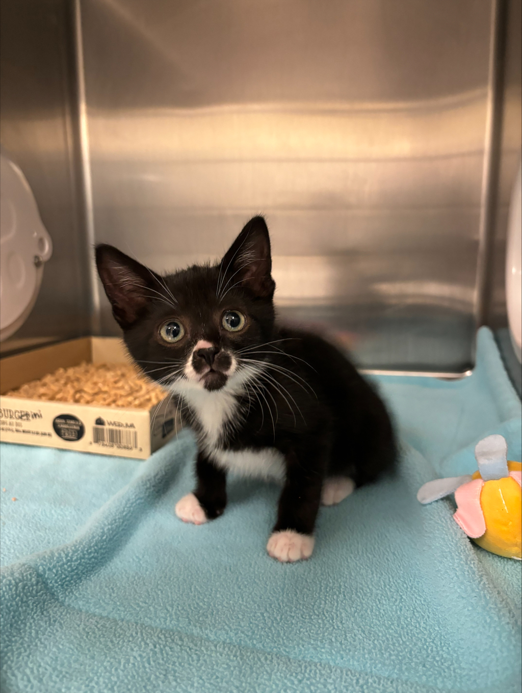 Shelter Stray Male Cat last seen Near Miller Bay Road NE, Poulsbo, WA, 98370, 9167 Dickey Rd NW, Silverdale, WA 98383, USA