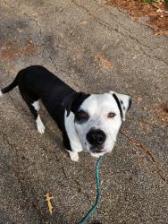 Found/Stray Male Dog last seen 1097/ Bethel Rd, Montgomery County, TX 77356