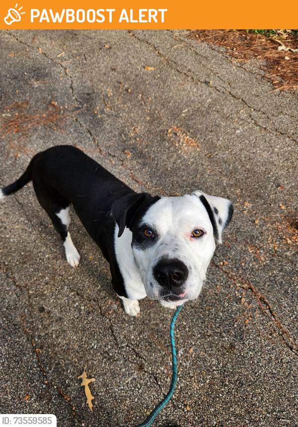 Found/Stray Male Dog last seen 1097/ Bethel Rd, Montgomery County, TX 77356