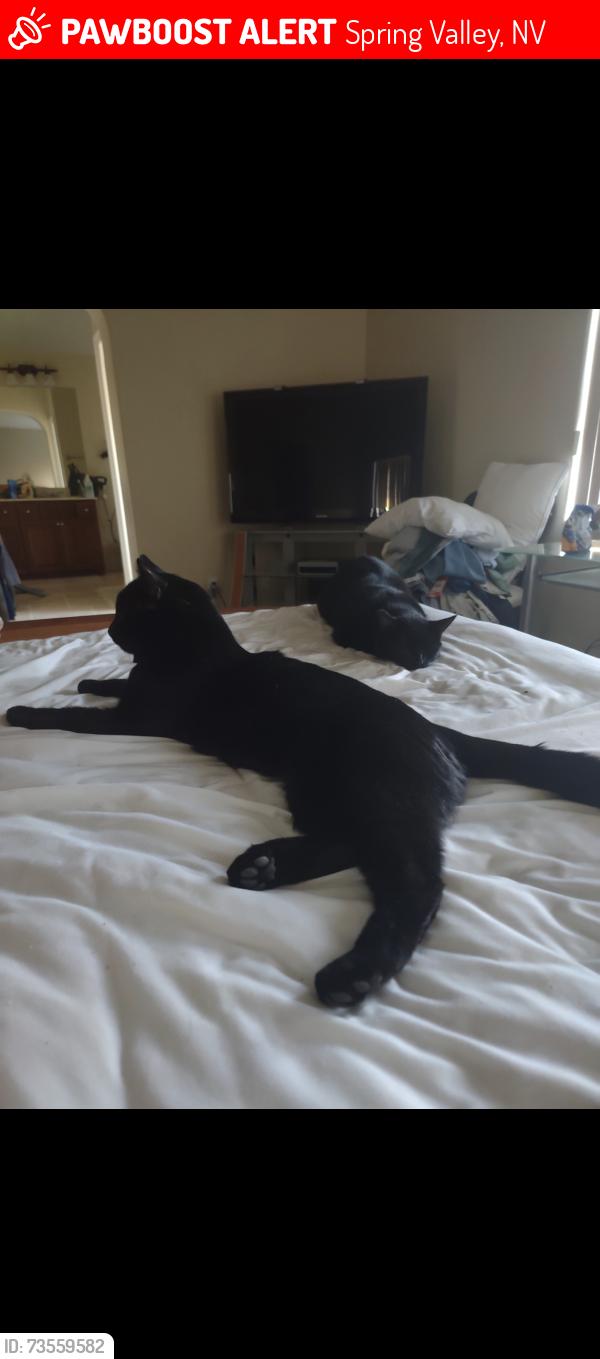 Lost Male Cat last seen Rhodes ranch fort apache, Spring Valley, NV 89148