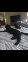Lost Male Cat last seen Rhodes ranch fort apache, Spring Valley, NV 89148