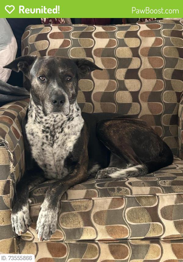 Reunited Male Dog last seen Perris Hill Park, San Bernardino, CA 92401