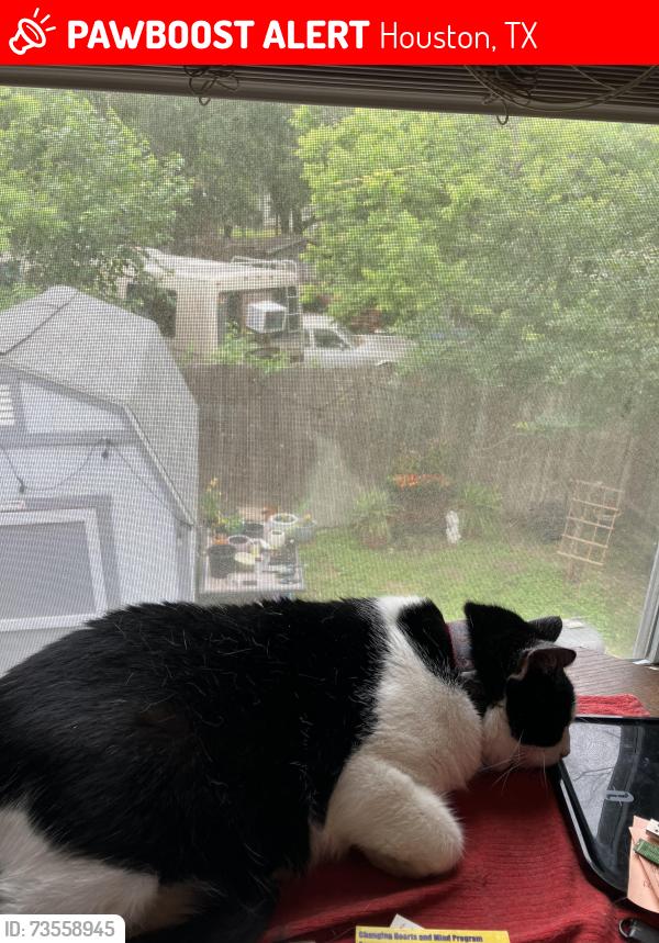 Lost Female Cat last seen Broom st and Magum, Houston, TX 77091
