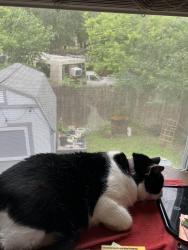 Lost Female Cat last seen Broom st and Magum, Houston, TX 77091