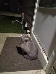 Found/Stray Male Cat last seen Dollar general on Springdale, storm drive, Cincinnati, OH 45251
