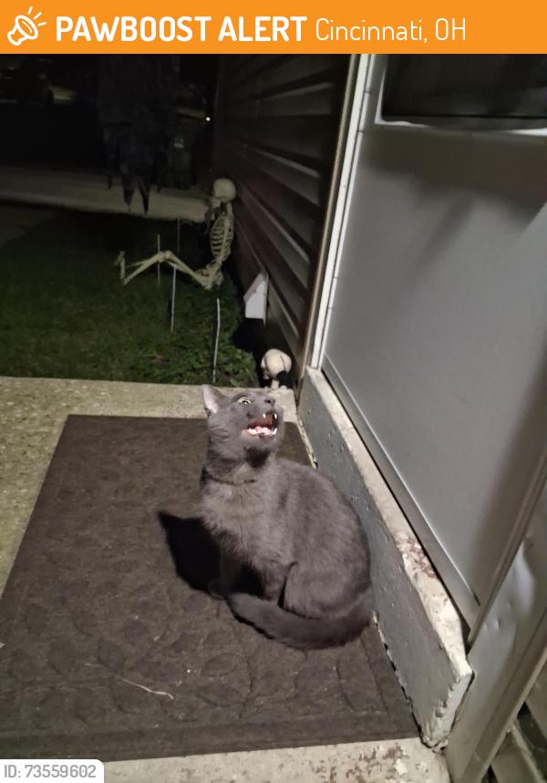Found/Stray Male Cat last seen Dollar general on Springdale, storm drive, Cincinnati, OH 45251