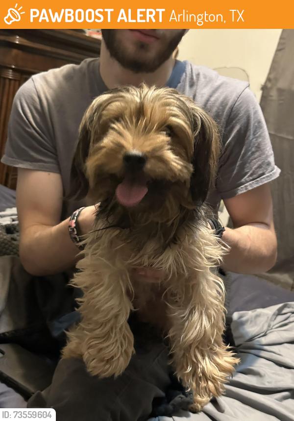 Found/Stray Male Dog last seen Bristol, Arlington, TX 76013