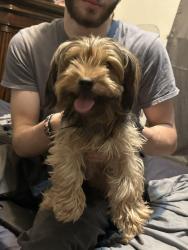 Found/Stray Male Dog last seen Bristol, Arlington, TX 76013