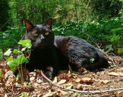 Lost Male Cat last seen DL Hollowell rd, Grove Park Package Store, Atlanta, GA 30318