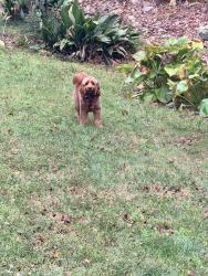 Reunited Male Dog last seen Bart Johnson rd, Buford, GA 30515