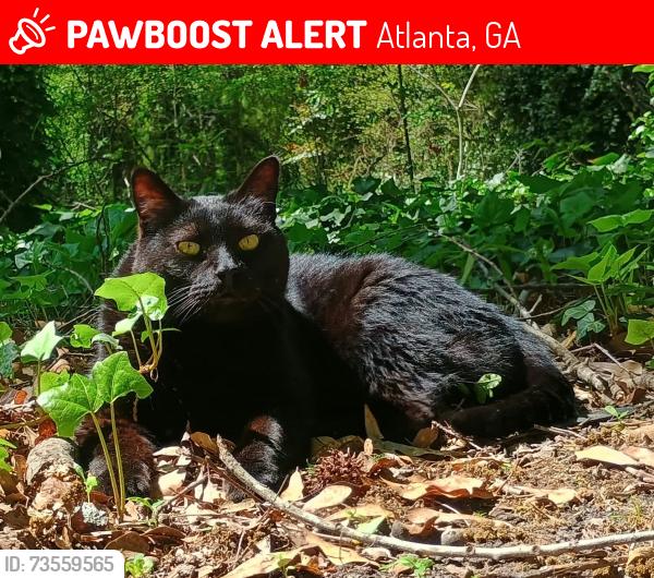 Lost Male Cat last seen DL Hollowell rd, Grove Park Package Store, Atlanta, GA 30318