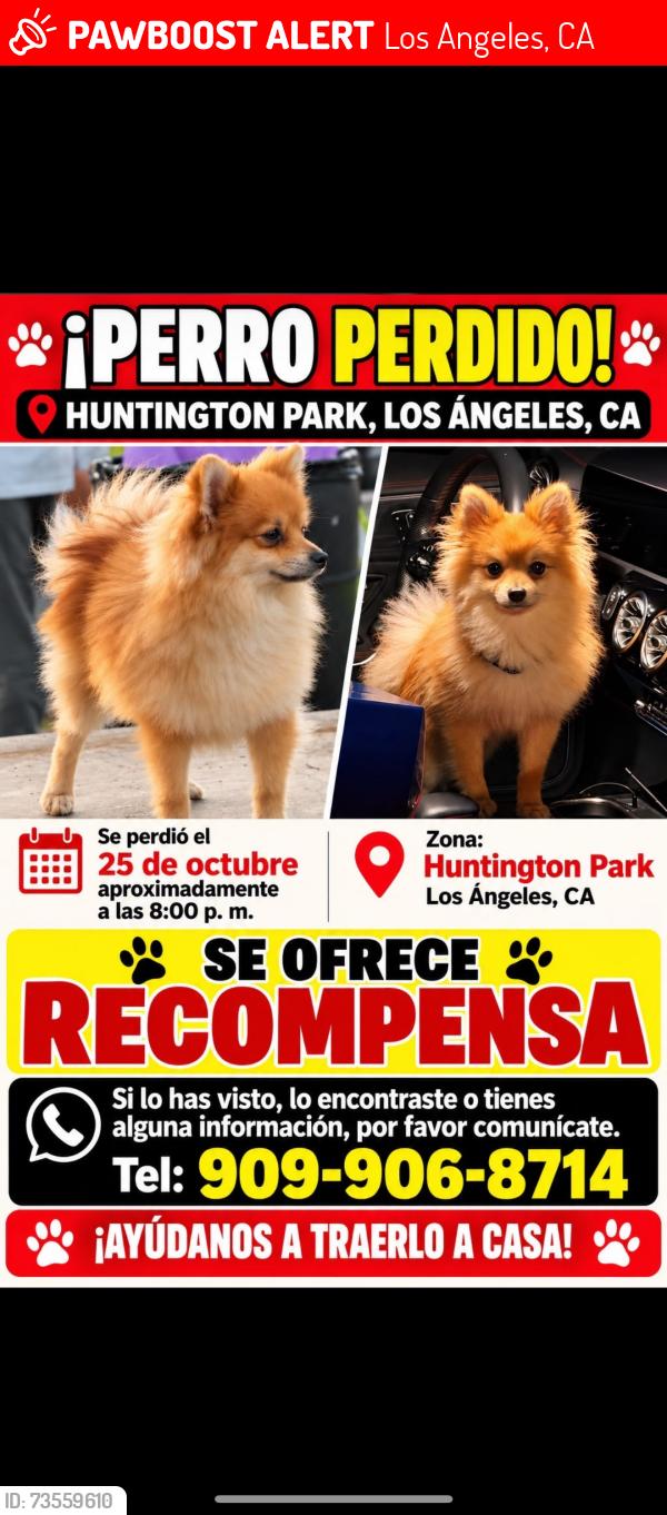Lost Male Dog last seen Near E Gage Ave, Los Angeles, CA 90001, Los Angeles, CA 90001