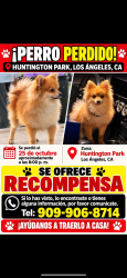 Lost Male Dog last seen Near E Gage Ave, Los Angeles, CA 90001, Los Angeles, CA 90001
