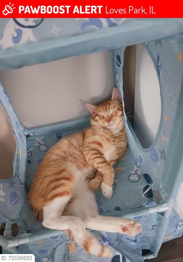 Lost Male Cat last seen Forest Hills, Loves Park, IL 61111