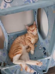 Lost Male Cat last seen Forest Hills, Loves Park, IL 61111
